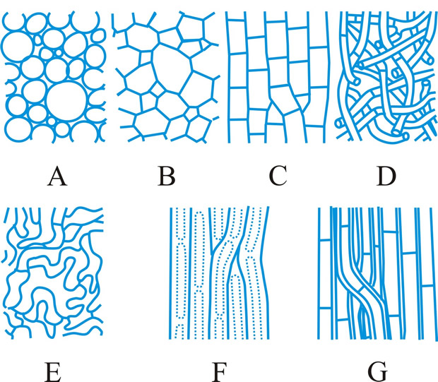 Hyphal tissue (textura) types