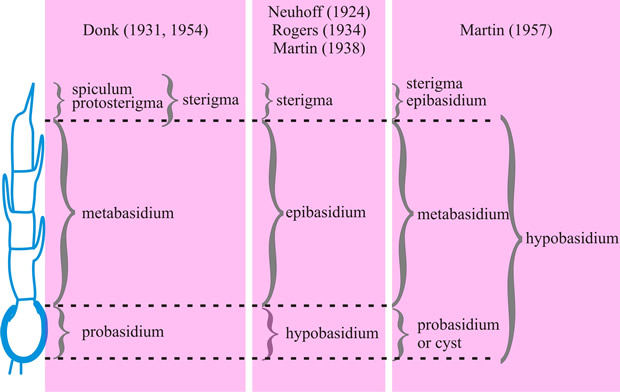 Basidium terminology