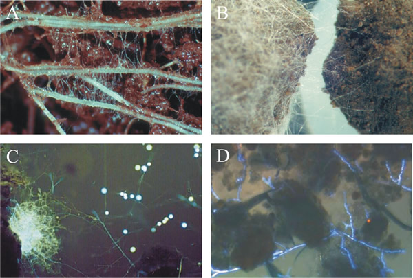 Fungal mycelia in the soil environment