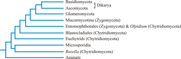 2 8 The Fungal Phylogeny