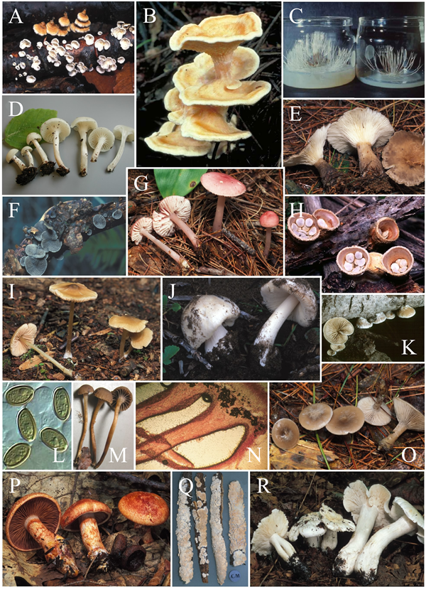 Representatives of the Agaricales