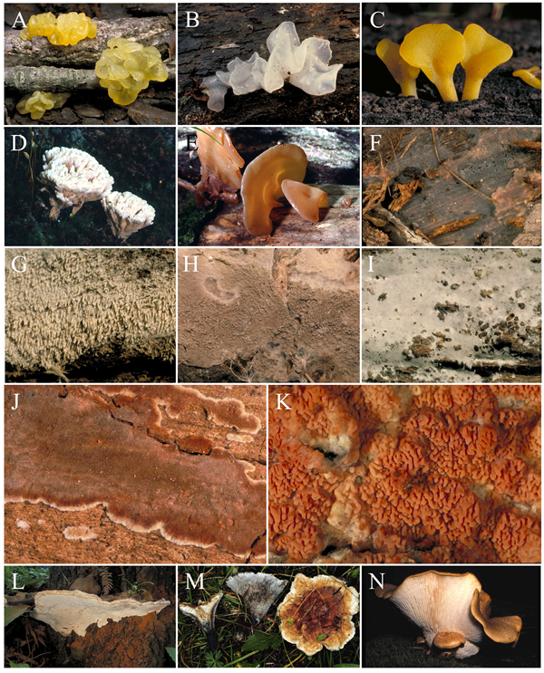 Fruiting bodies of jelly fungi and resupinate forms of the Agaricomycotina