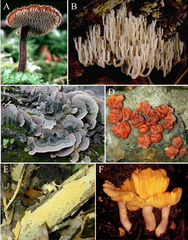 Sporophore morphology and hymenophore types in the Russulales