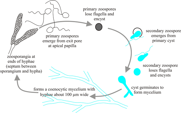 Diagrammatic life cycle of Saprolegnia