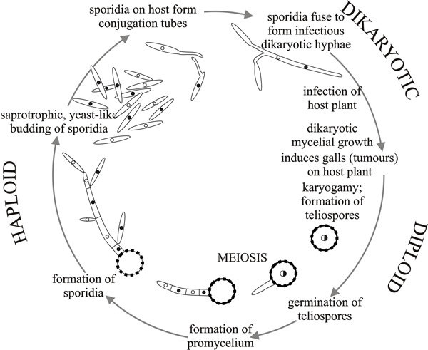 Diagram of the life cycle of Ustilago maydis
