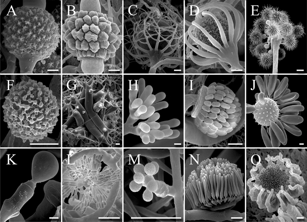 Scanning electron micrographs of Zygomycetes