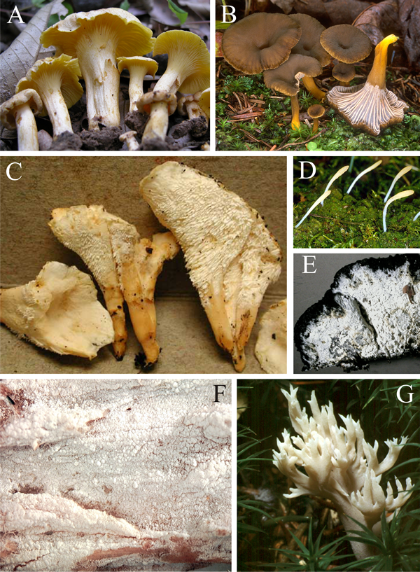 Morphological diversity in the cantharelloid clade