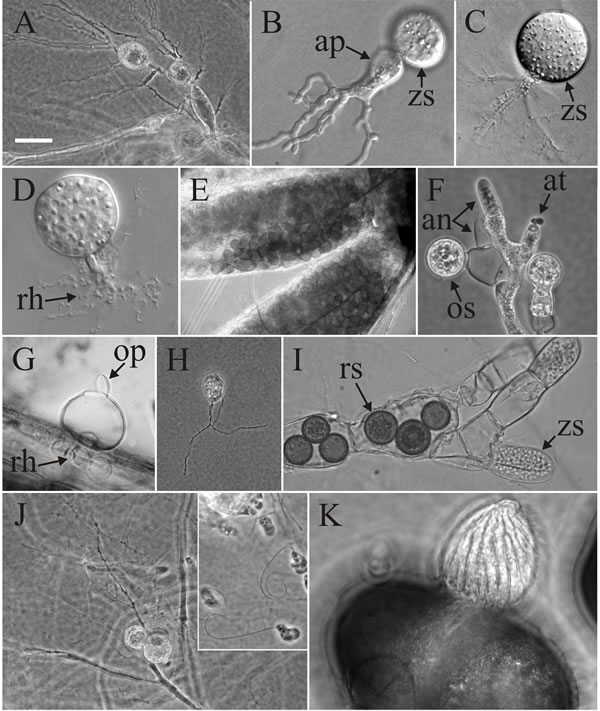 Light micrographs of representative chytrids
