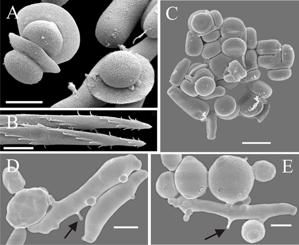Scanning electron micrographs of Ascomycete yeasts