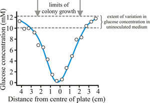 Glucose concentration in the medium below a colony of Rhizoctonia cerealis