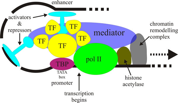 Activation of RNA polymerase II dependent transcription
