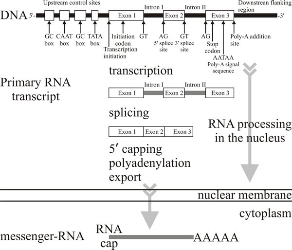 The transcript of a protein-coding gene is called a pre-mRNA transcript and before it leaves the nucleus it is heavily modified.