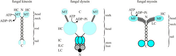fungal kinesins,  dyneins and myosins