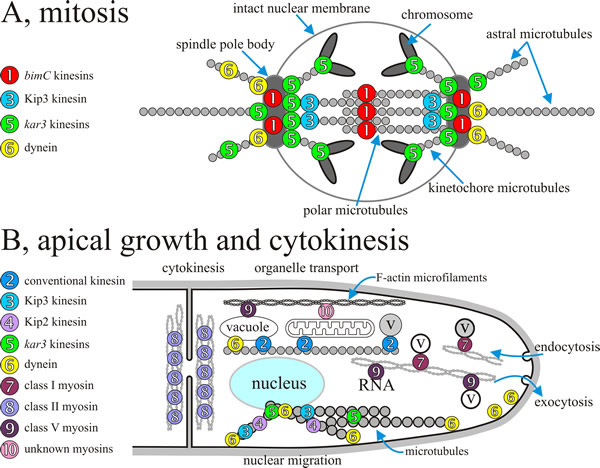 Localisation and/or assumed site of action of fungal motors