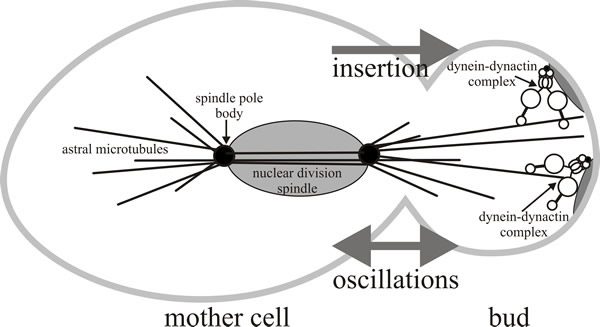 A model for the role of dynein-dynactin during anaphase nuclear migration in Saccharomyces cerevisiae