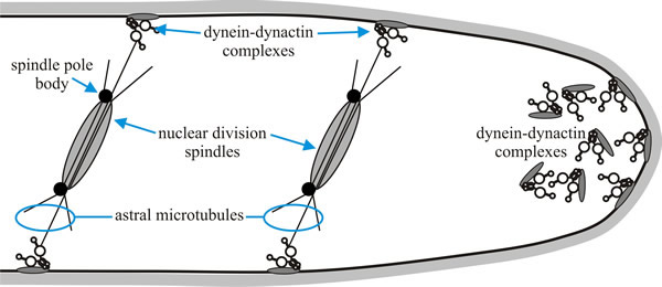A model for the role of dynein and dynactin in nuclear migration in Aspergillus nidulans