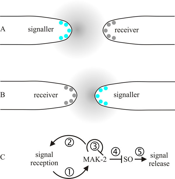 A model of self-signalling between hyphal tips of the same mycelium