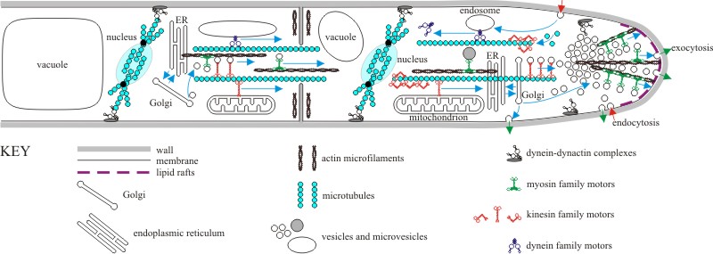 representation of an overall molecular model of hyphal growth