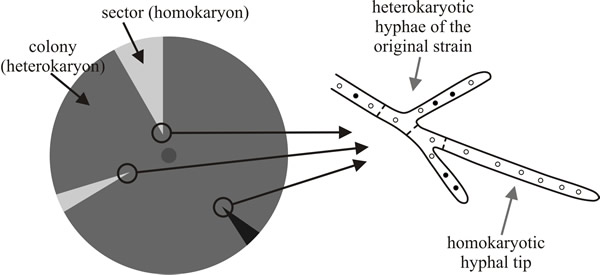 Sectoring within a heterokaryotic colony