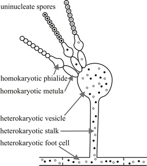 Heterokaryon breakdown occurs as a result of asexual sporulation if uninucleate spores are formed