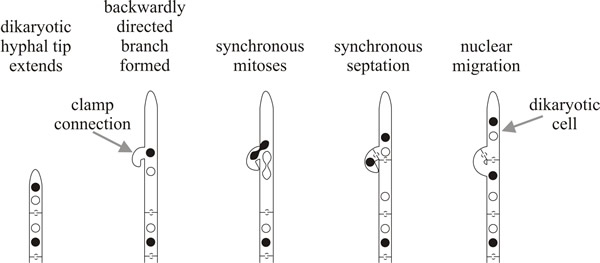 The dikaryon: a specialised binucleate heterokaryon