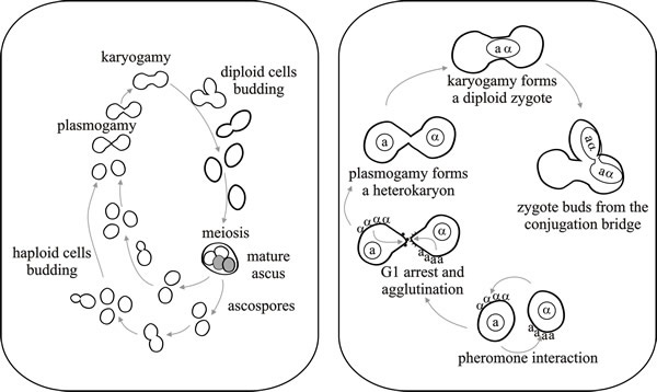 Life cycle and mating process of the yeast Saccharomyces cerevisiae