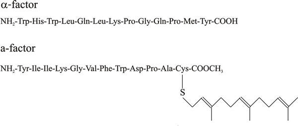 Simplified chemical structures of yeast pheromones