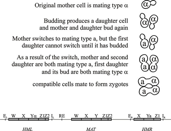 Mating type switching in Saccharomyces cerevisiae