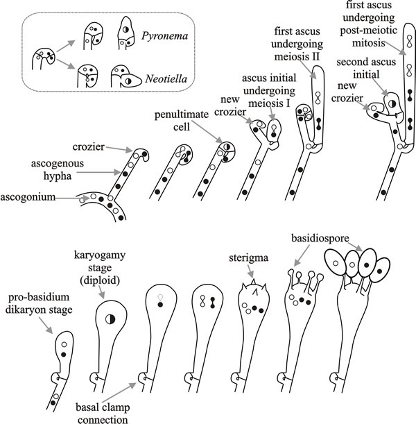 Meiosis and sporulation in Ascomycota and Basidiomycota