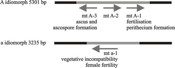 Functional regions of mating type factors of Neurospora crassa