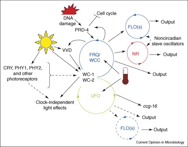 Overview of Neurospora circadian system