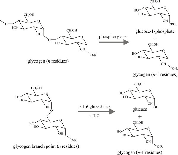 Intracellular degradation of glycogen