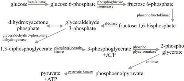 The Embden-Meyerhof-Parnass (EMP) glycolytic pathway