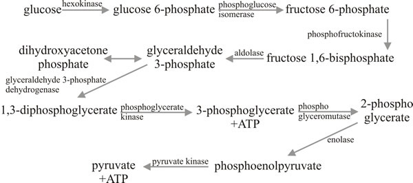 10 12 Primary Intermediary Metabolism