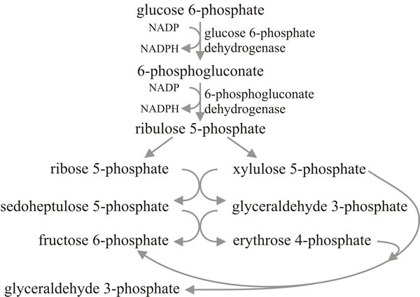 The pentose phosphate pathway (PPP) of glycolysis, also called the hexose monophosphate pathway (HMP)