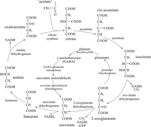 Oxidation of pyruvate: the tricarboxylic acid (TCA) cycle