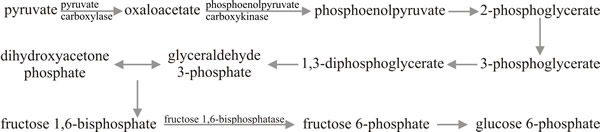 Gluconeogenesis: the making of carbohydrates