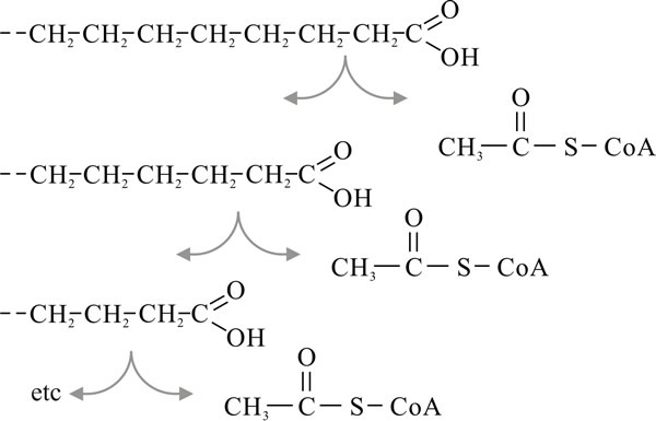 β-oxidation of fatty acids