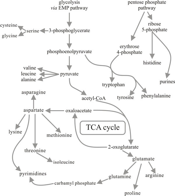 A flow chart illustrating pathways of nitrogen redistribution