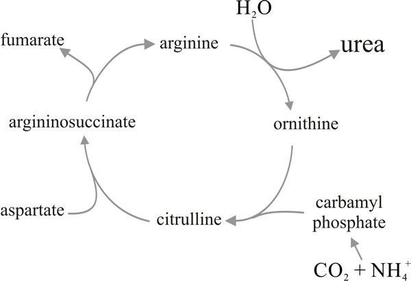 The urea cycle for disposal of excess nitrogen