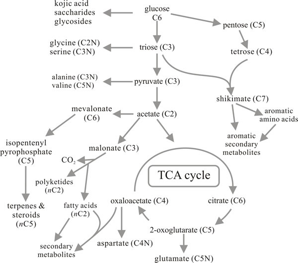 Metabolic route map summarising the relationships between primary metabolism and the major pathways for synthesis of secondary metabolites