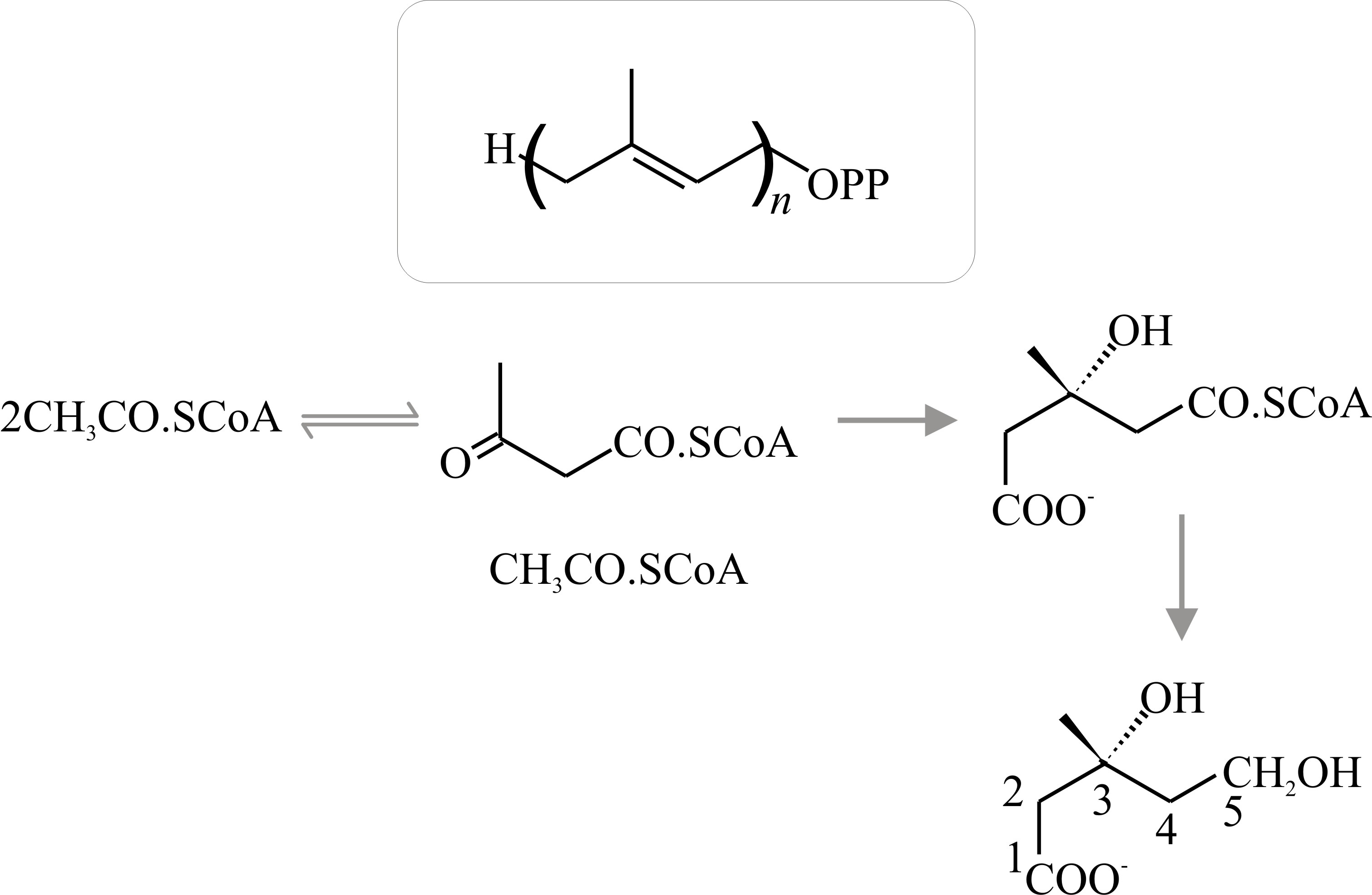 Derivation of terpenes from isoprene units