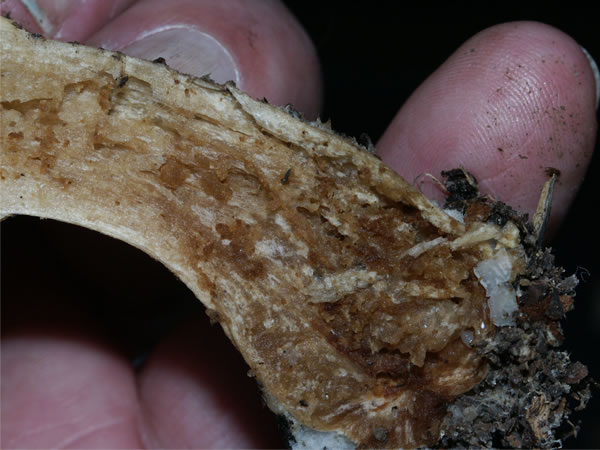 Base of the stem of a Clitocybe nebularis fruit body showing extensive tunnelling caused by mushroom fly larvae