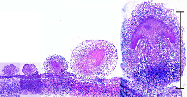 Early development of something like a mushroom looks very much like an embryonic process