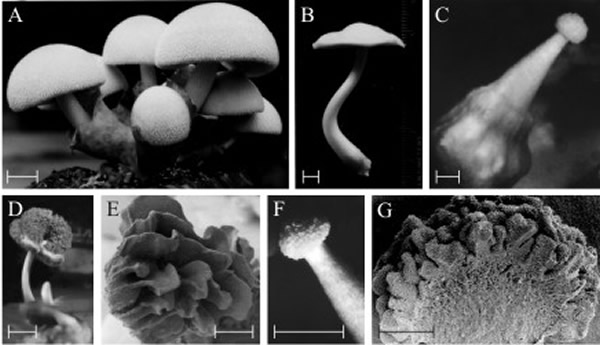 Polymorphic fruit bodies of Volvariella bombycina