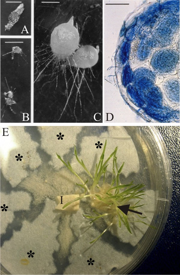 Infection of orchid seed by fungi