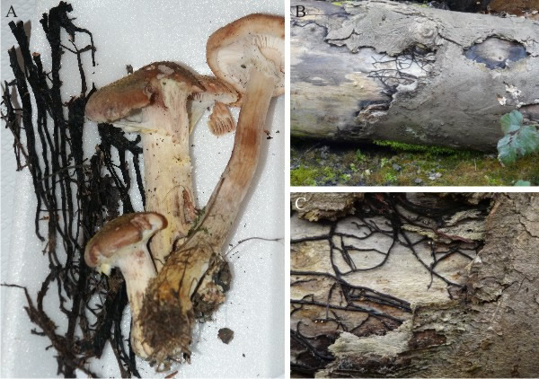 Honey fungus or Bootlace fungus, Armillaria mellea, fruit bodies and rhizomorphs