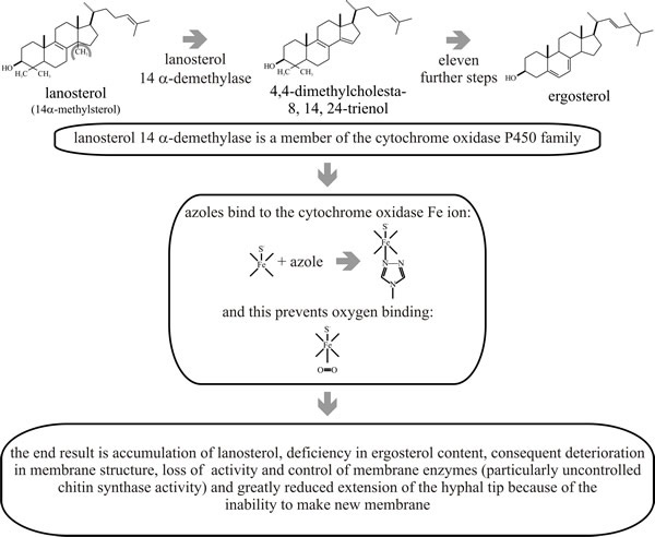 Mode of action of ergosterol biosynthesis inhibitors