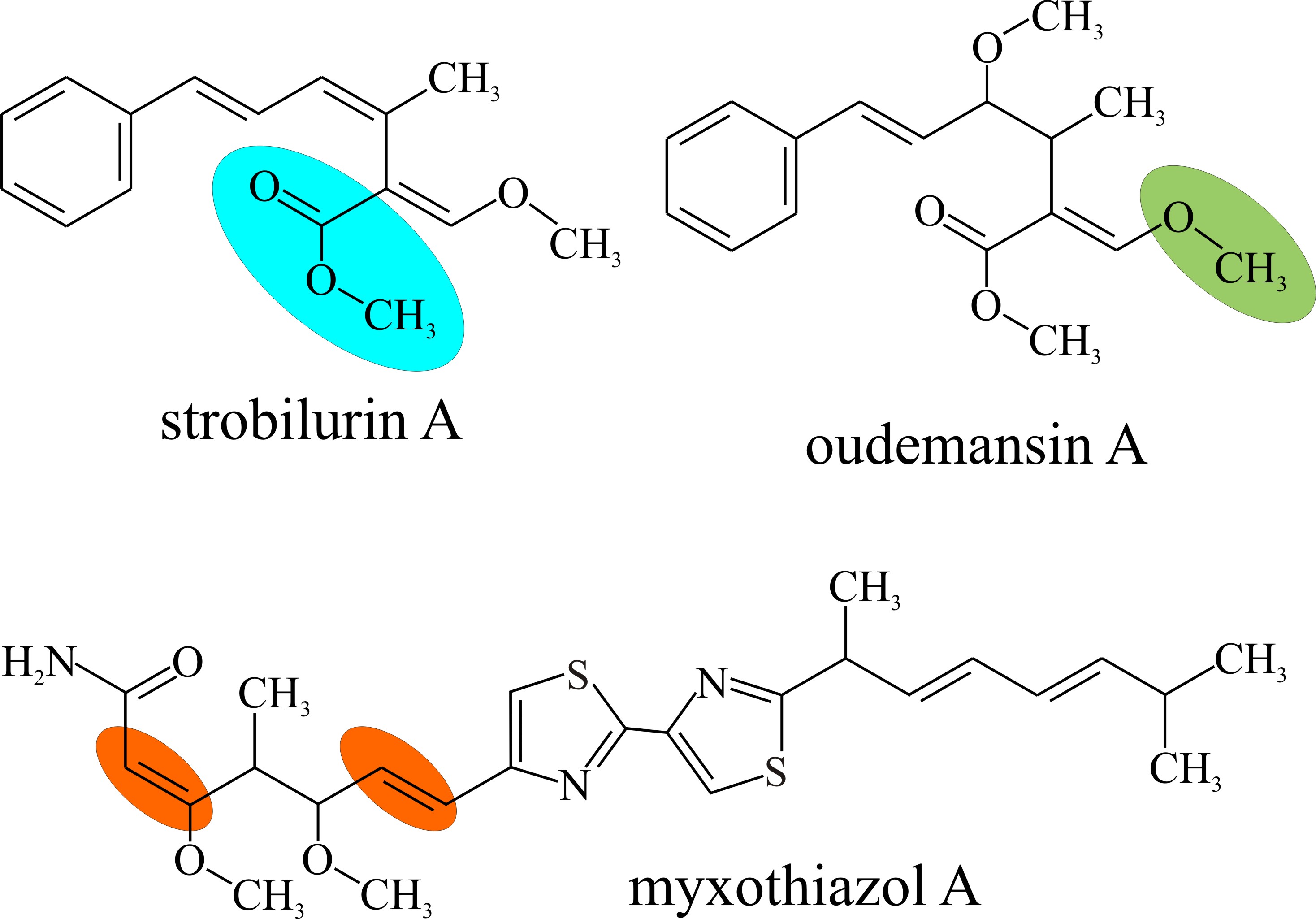 The original (natural) strobilurins