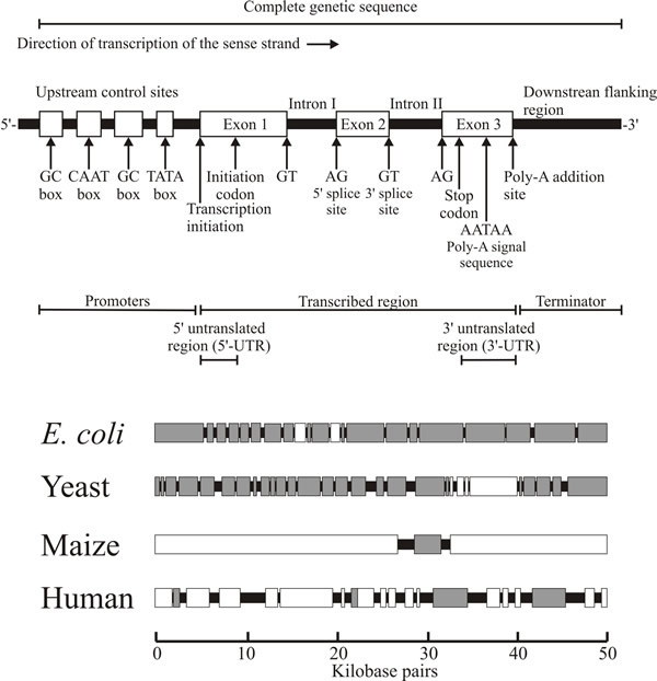 Basic structure of a typical eukaryotic gene